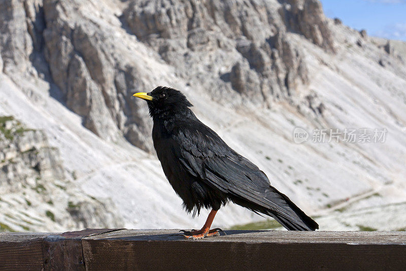 阿尔卑斯Chough (pyrrhoax graculus)